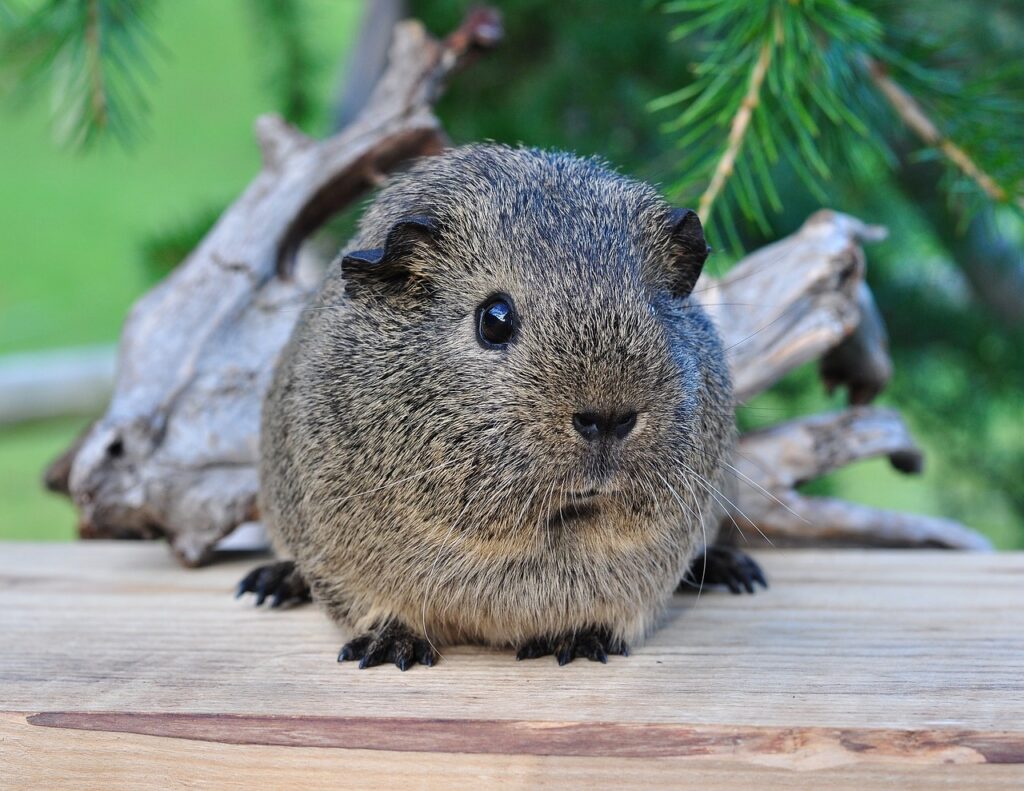 guinea pig toy