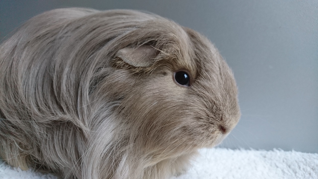 silkie guinea pig