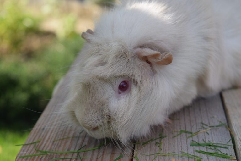 Abyssinian Guinea Pig - Hutch Happiness