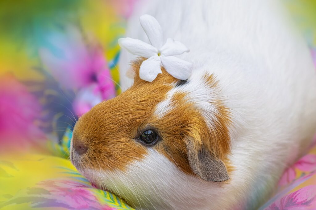 spring guinea pig names