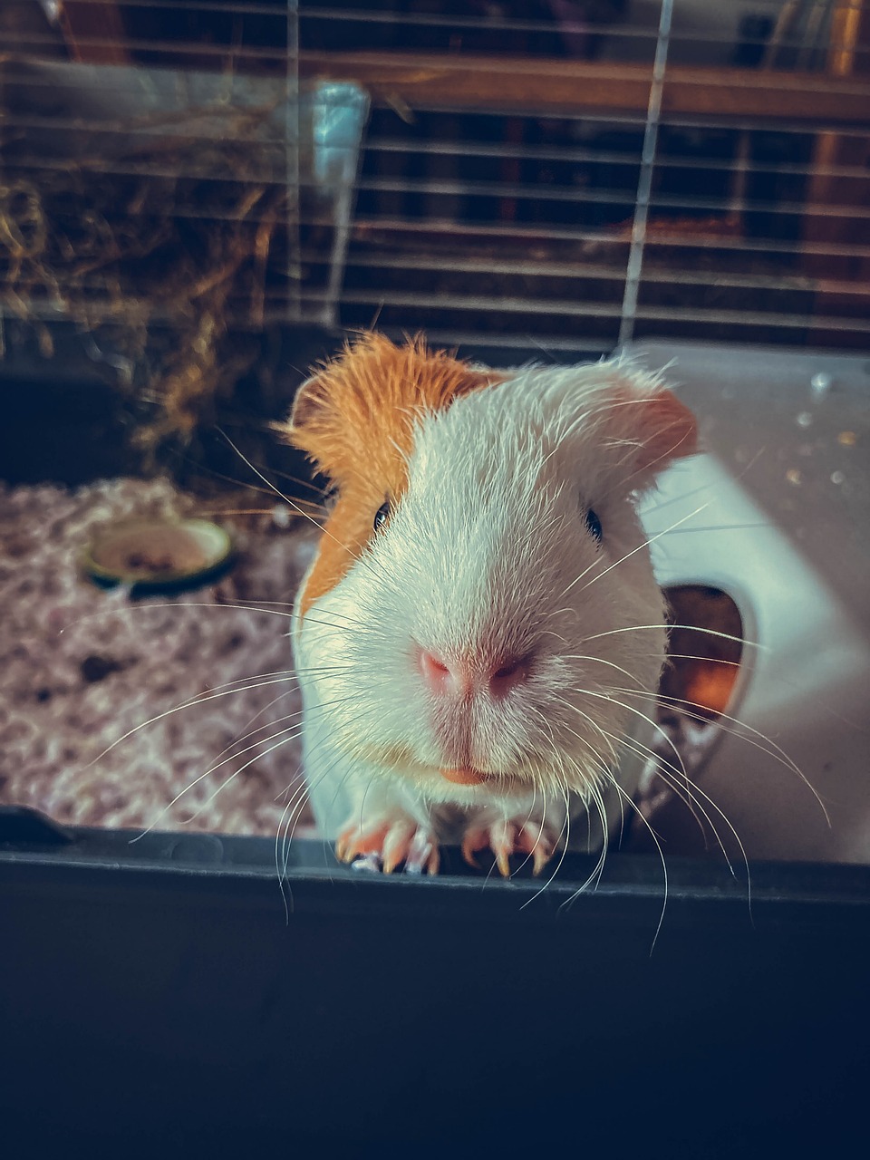 American guinea pig