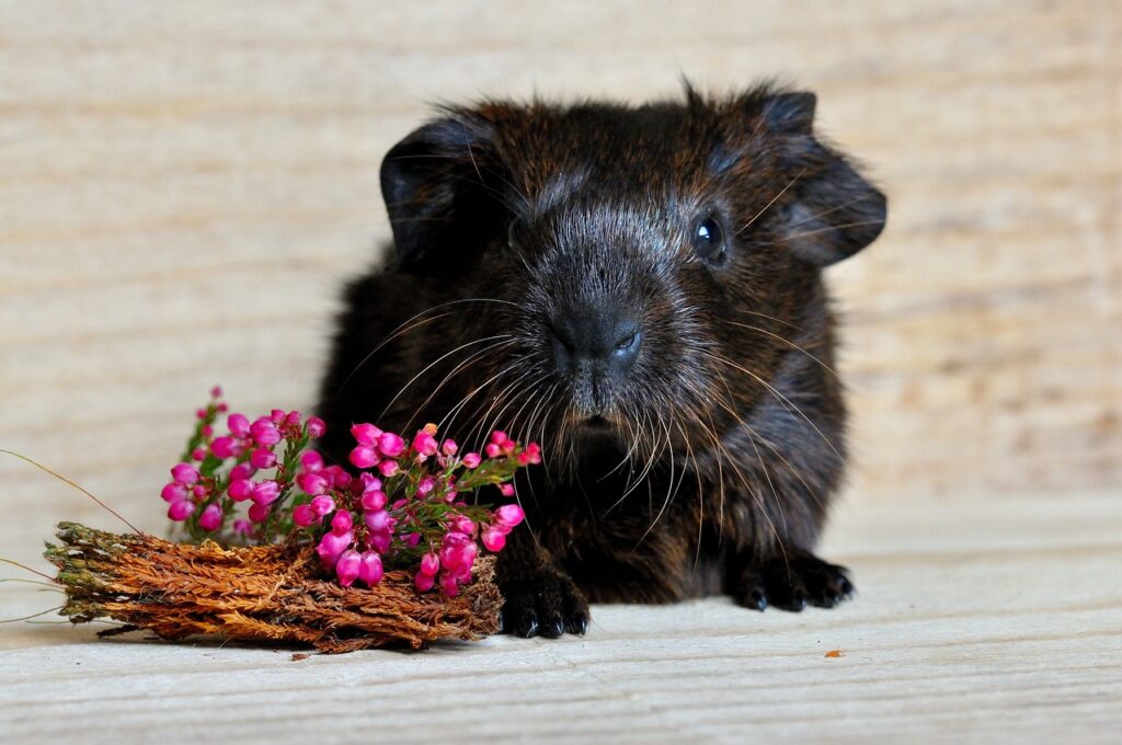 baby guinea pig