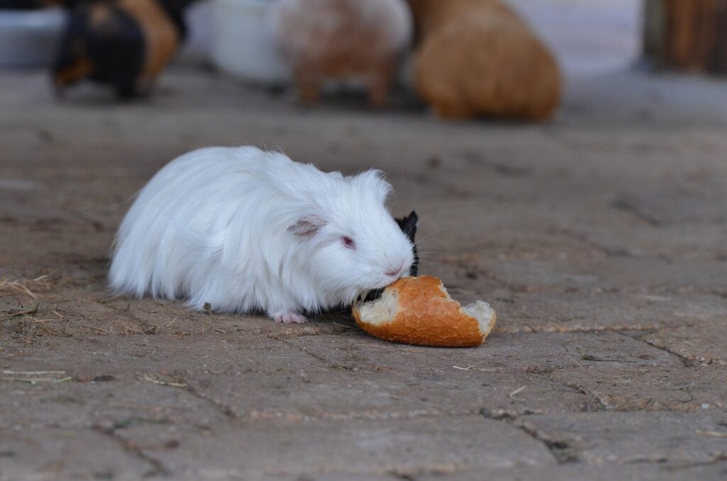 silkie guinea pig