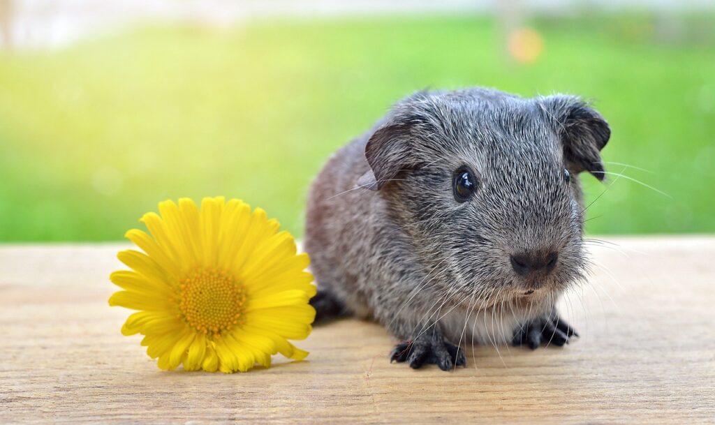 baby guinea pig