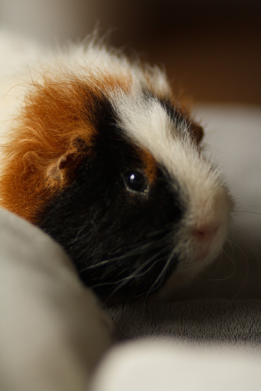 teddy guinea pig