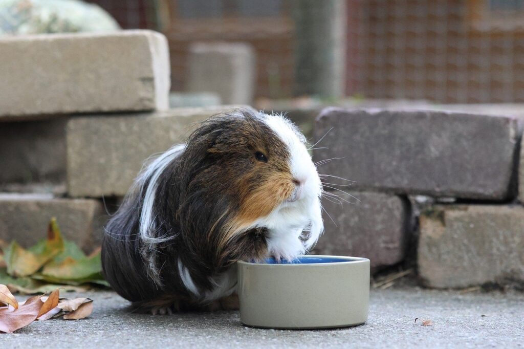 silkie guinea pig