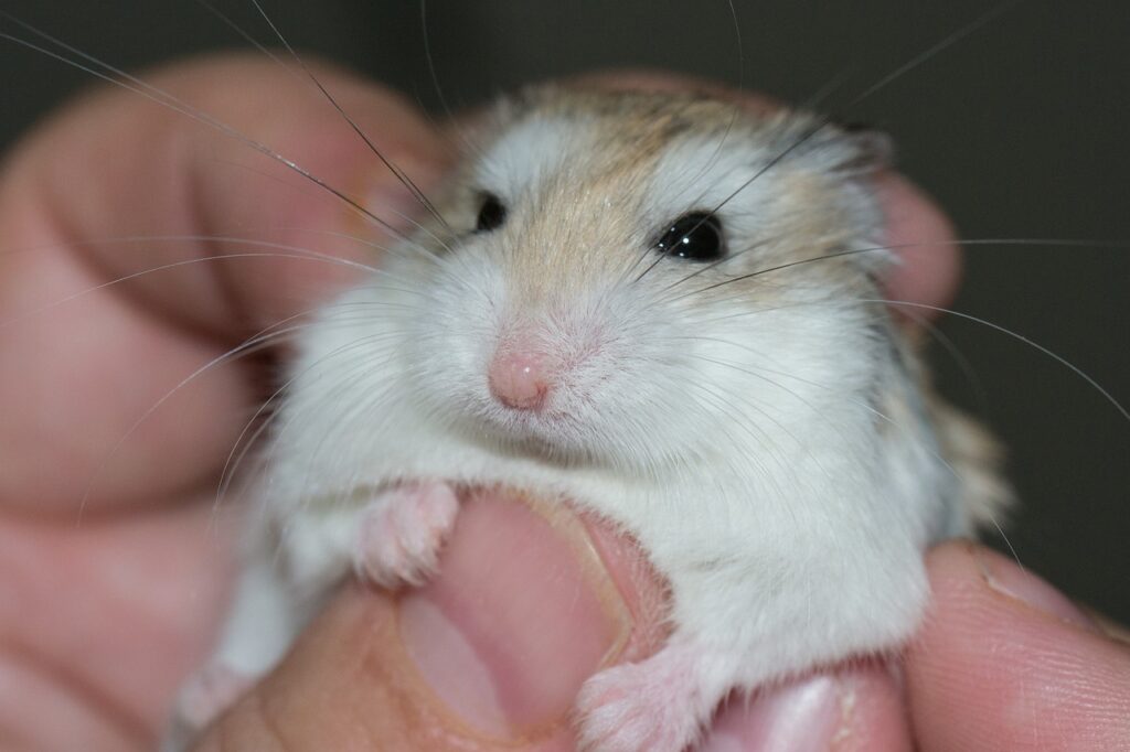 tame hamster