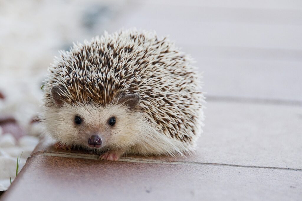 do hedgehog's bite