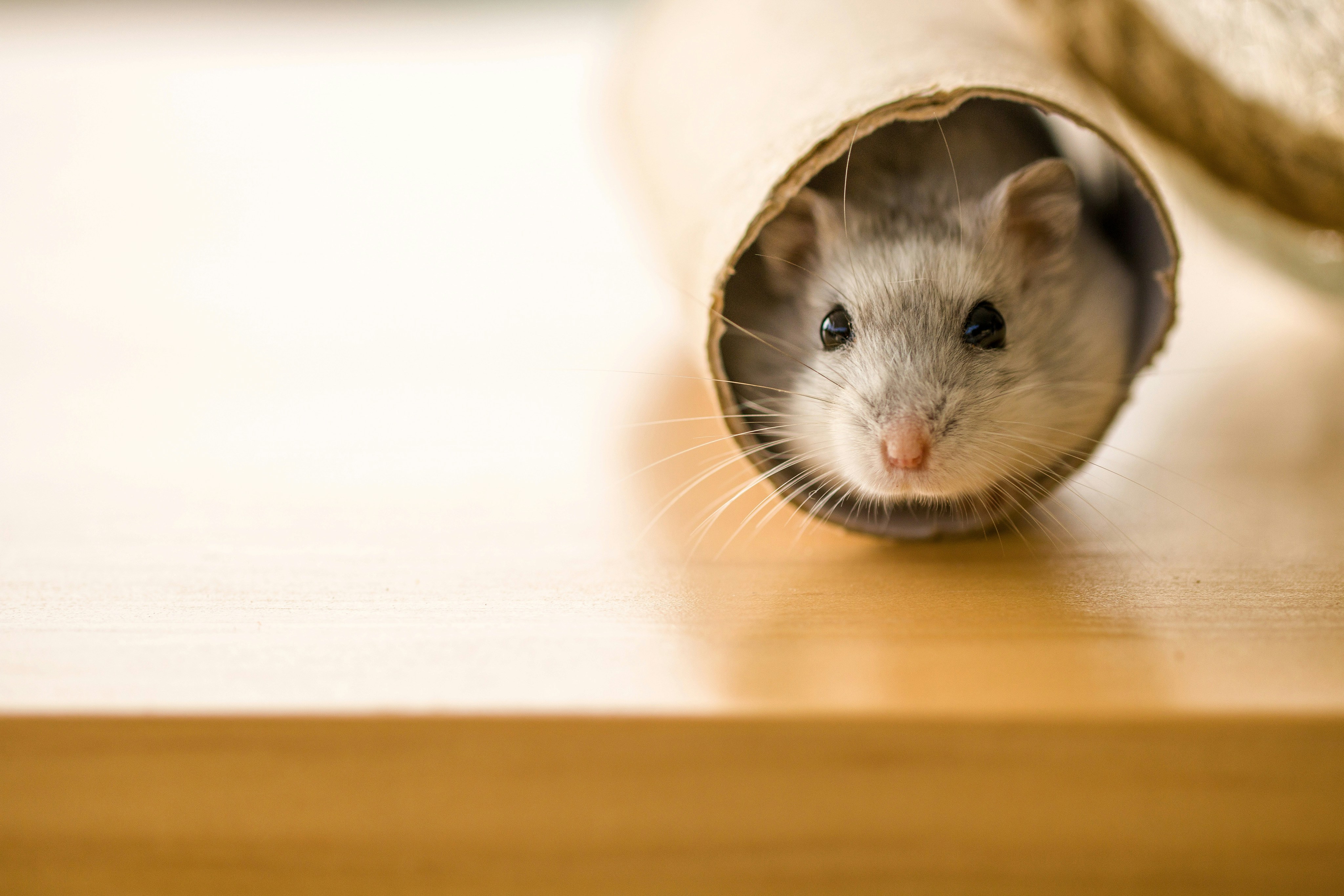 diy hamster toys