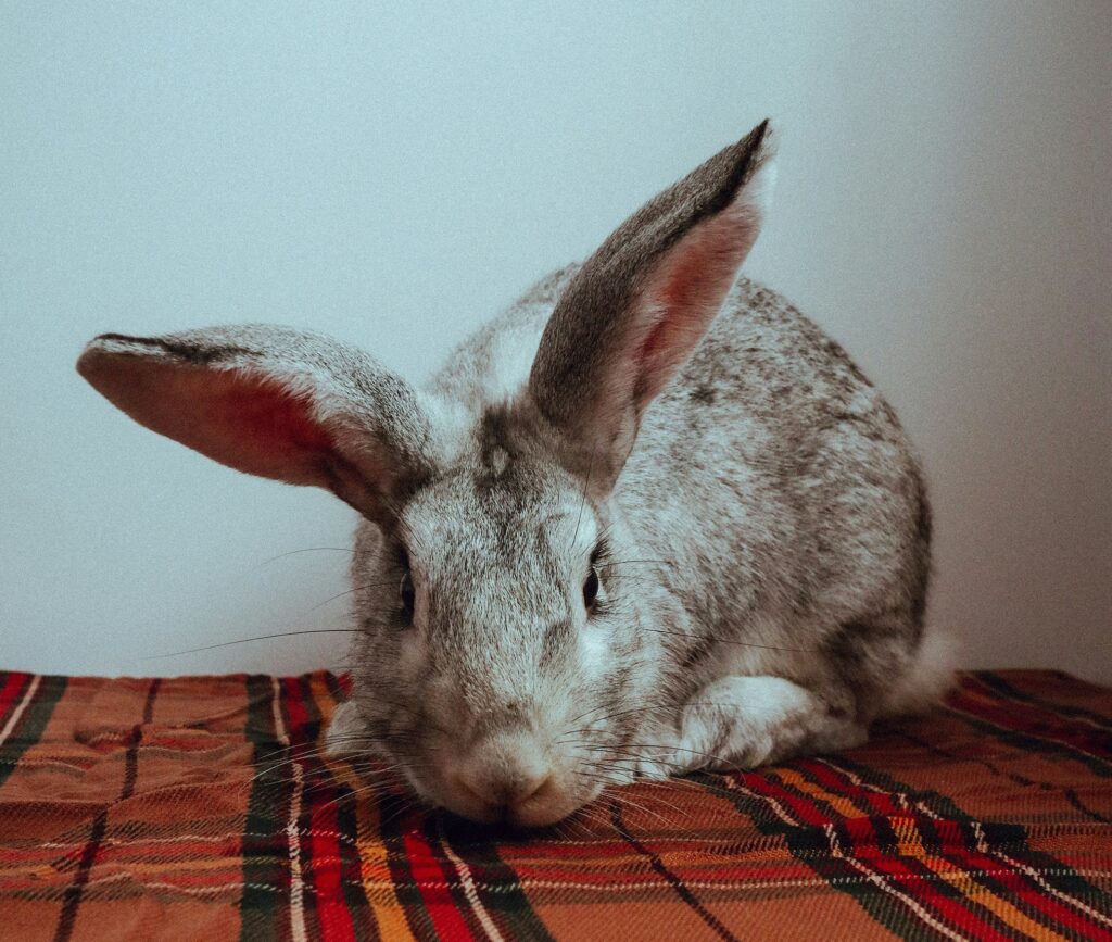 giant chinchilla