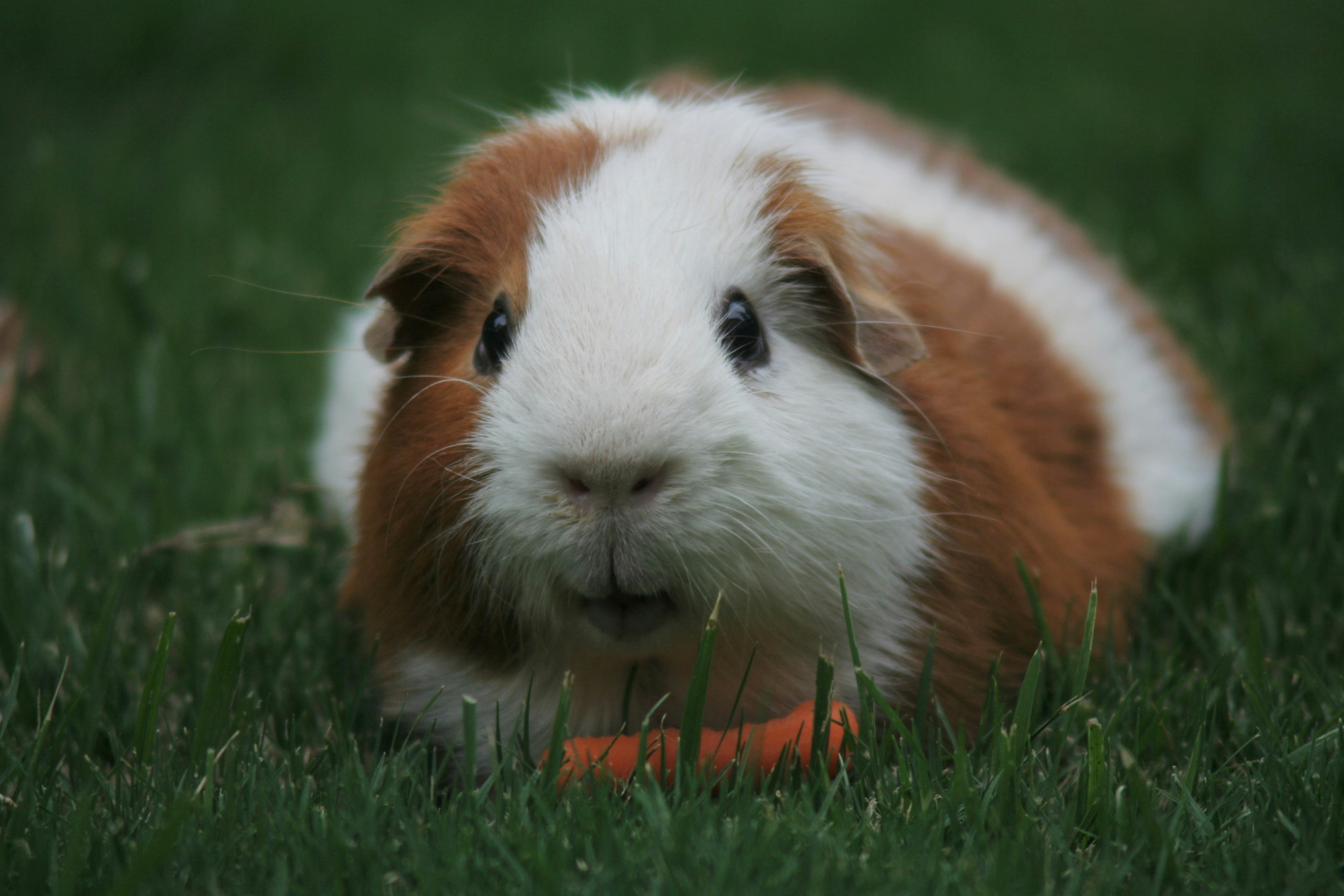 guinea pig diet