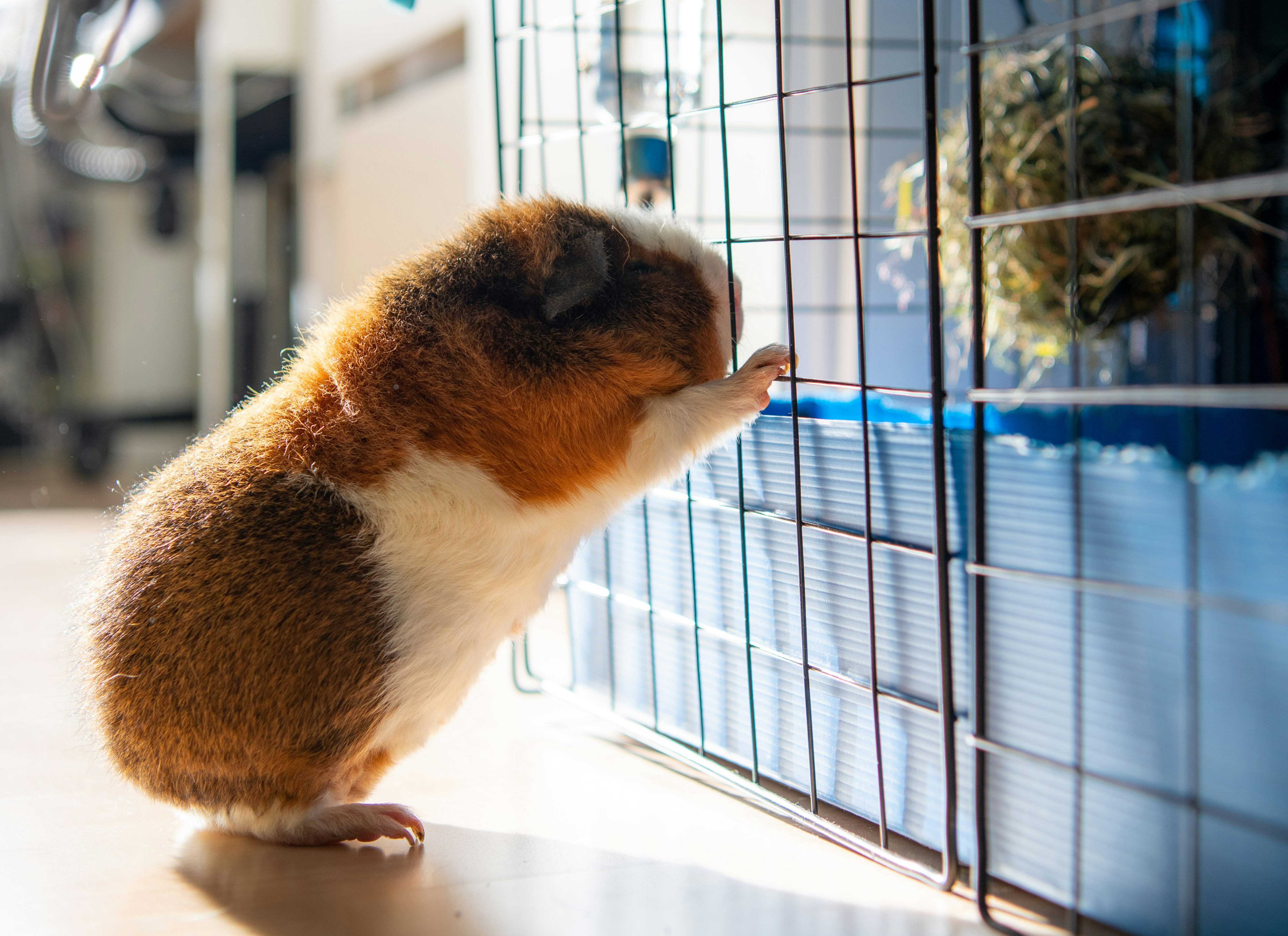 diy guinea pig toys