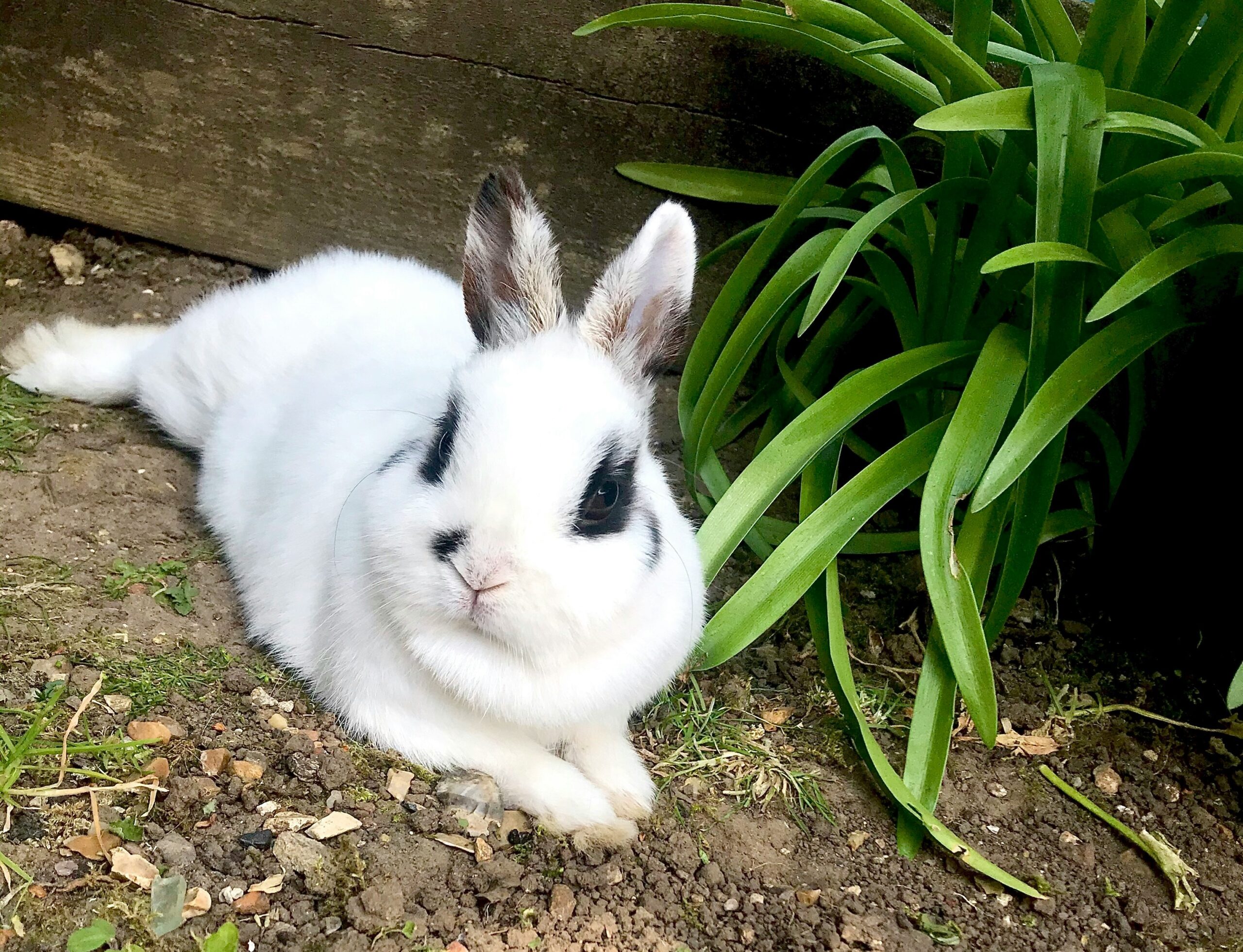 polish rabbit