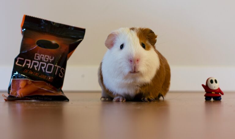 do guinea pigs make good pets