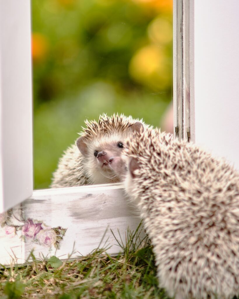 hedgehog health issues