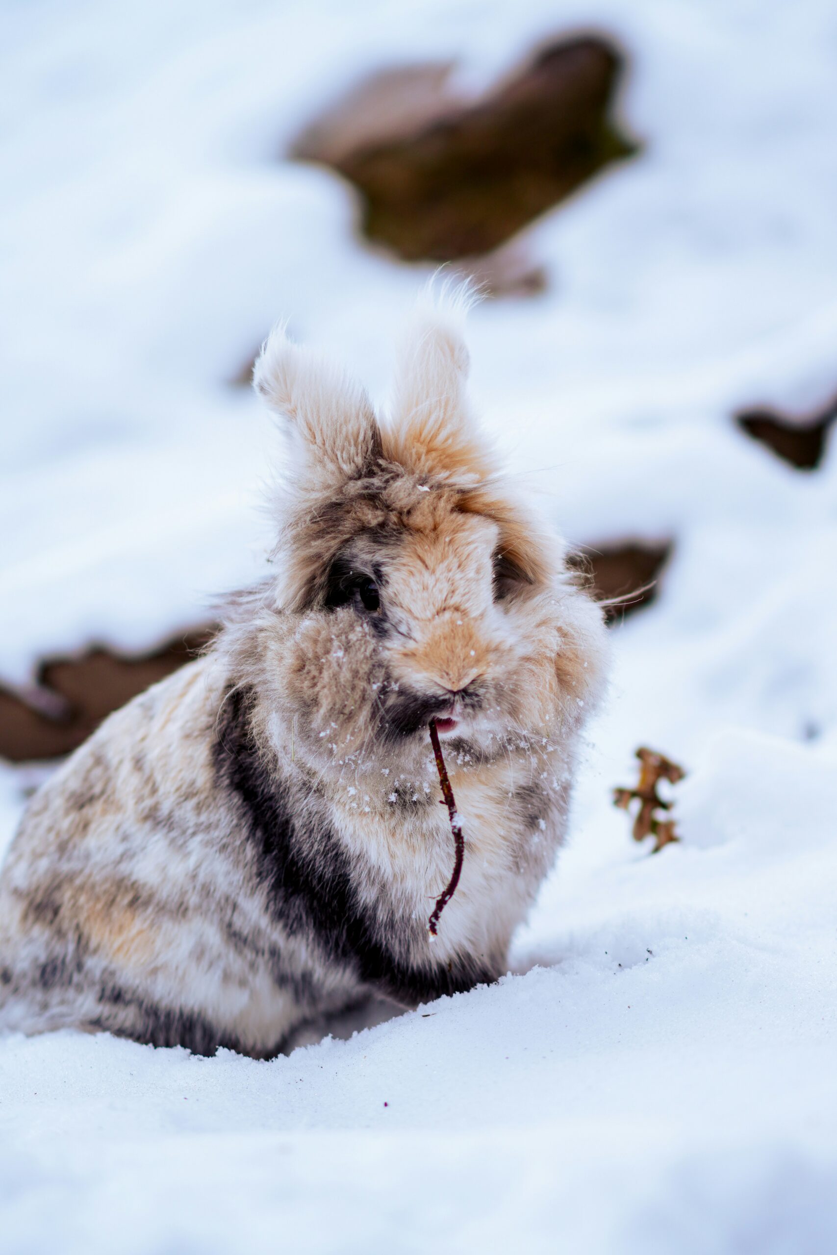 lionhead