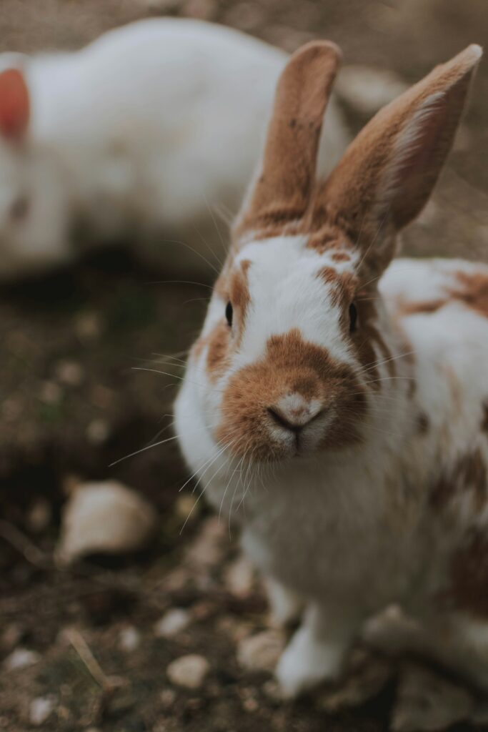 new zealand rabbit