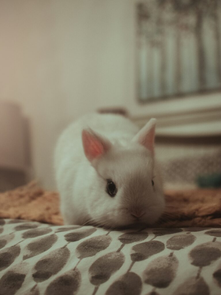 dwarf hotot