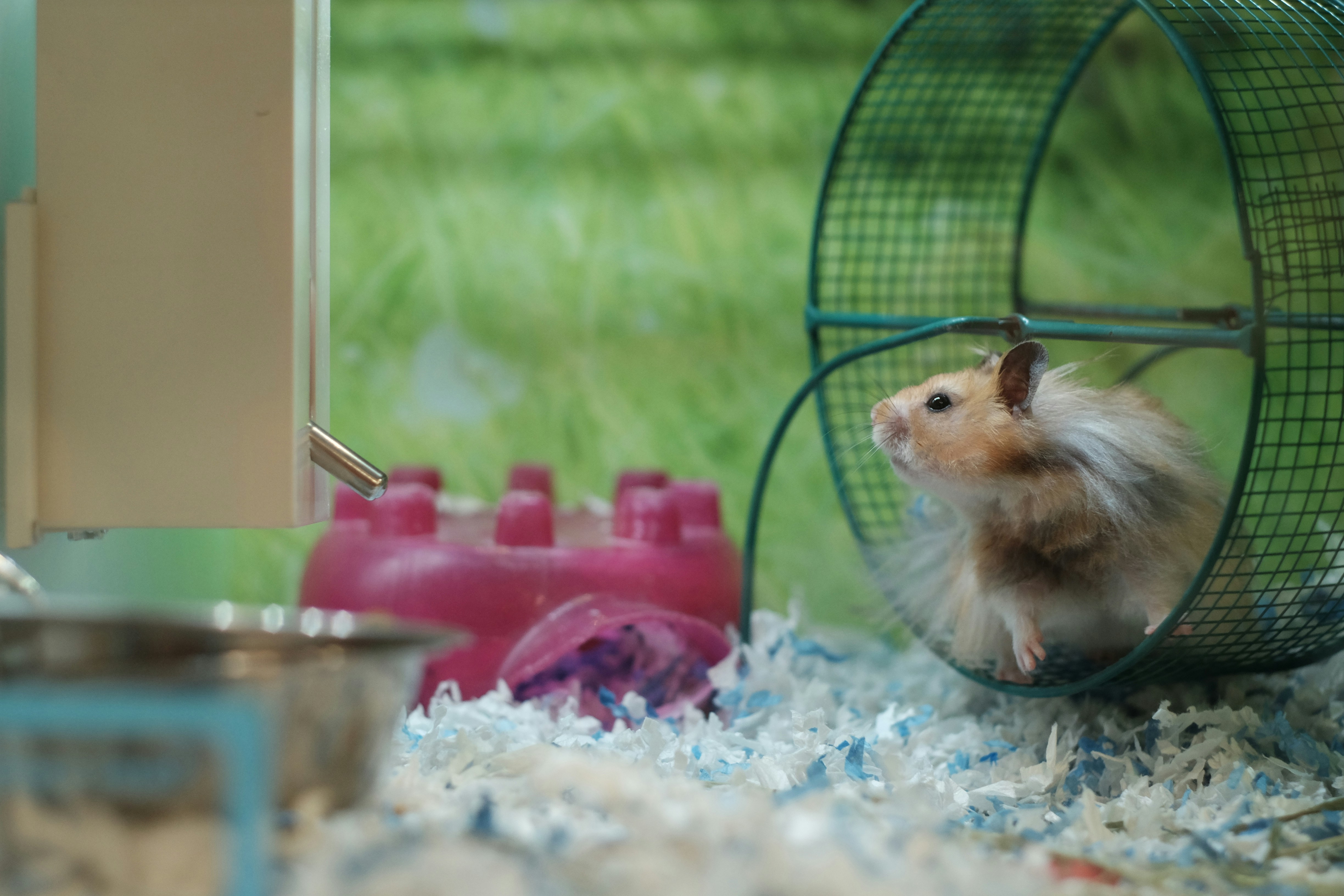 hamster