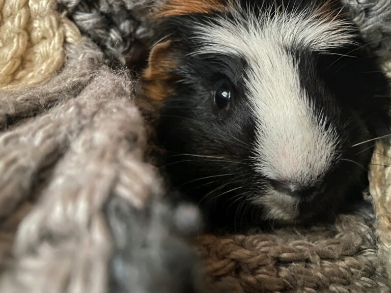 do guinea pigs like cuddling