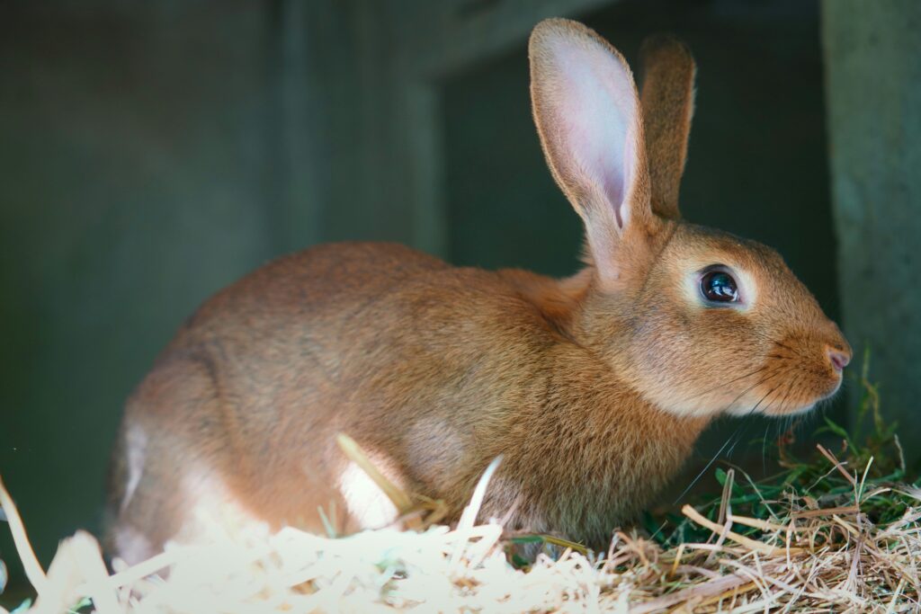 belgian hare