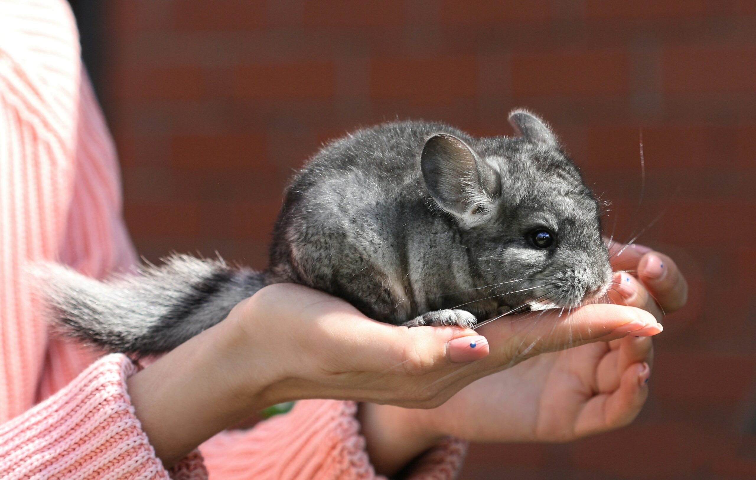 wean chinchilla