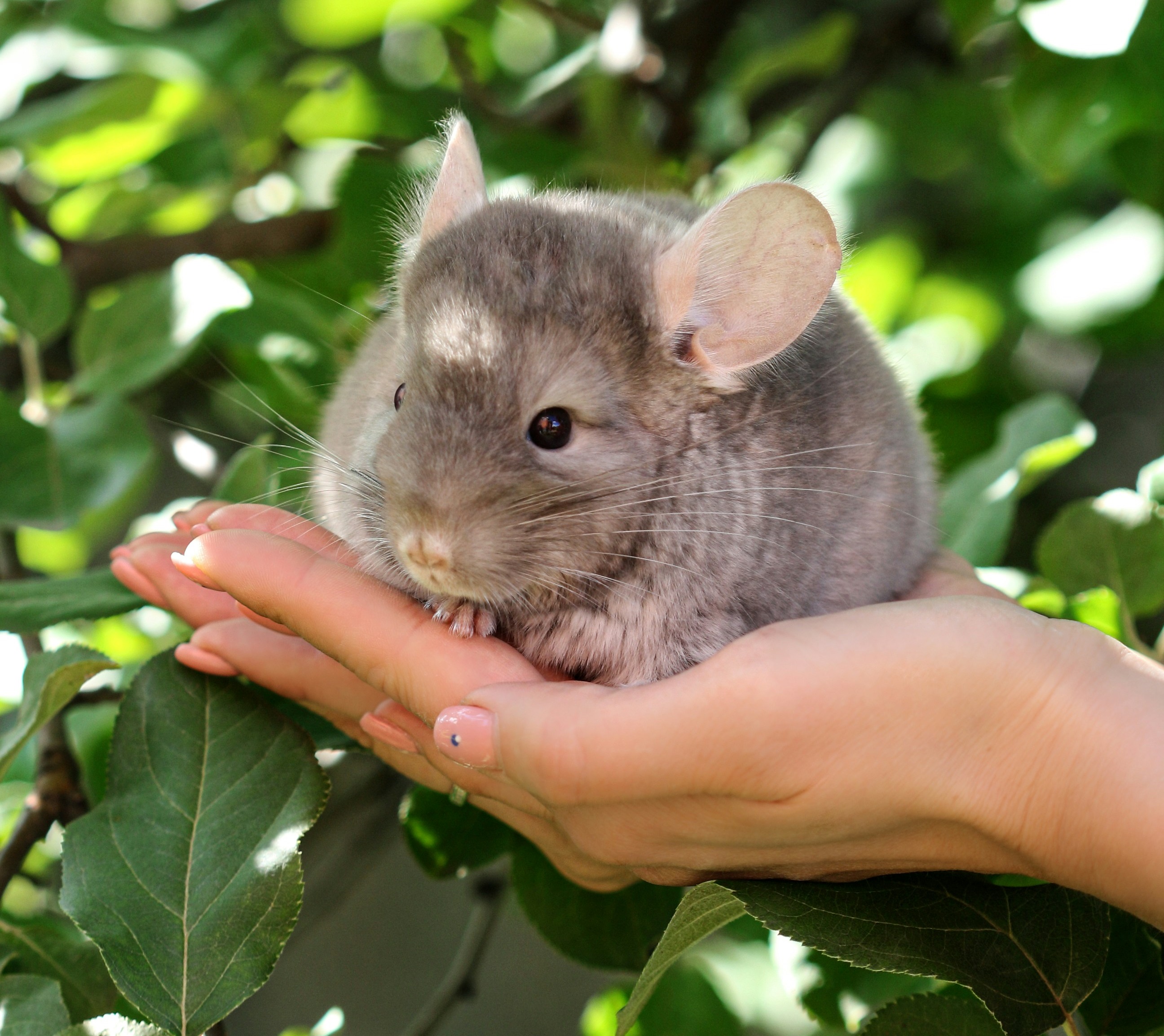 chinchilla