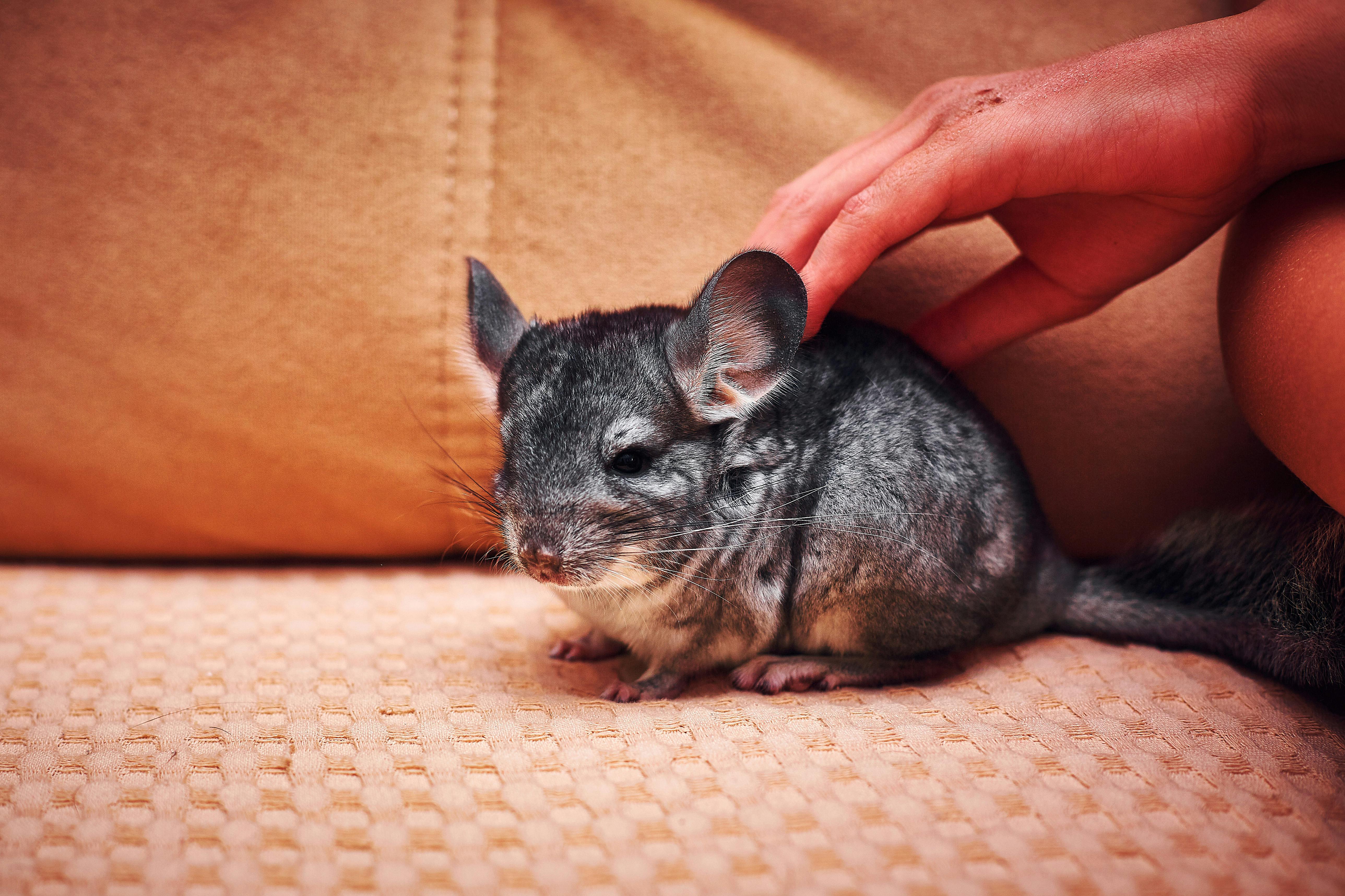 pet chinchilla