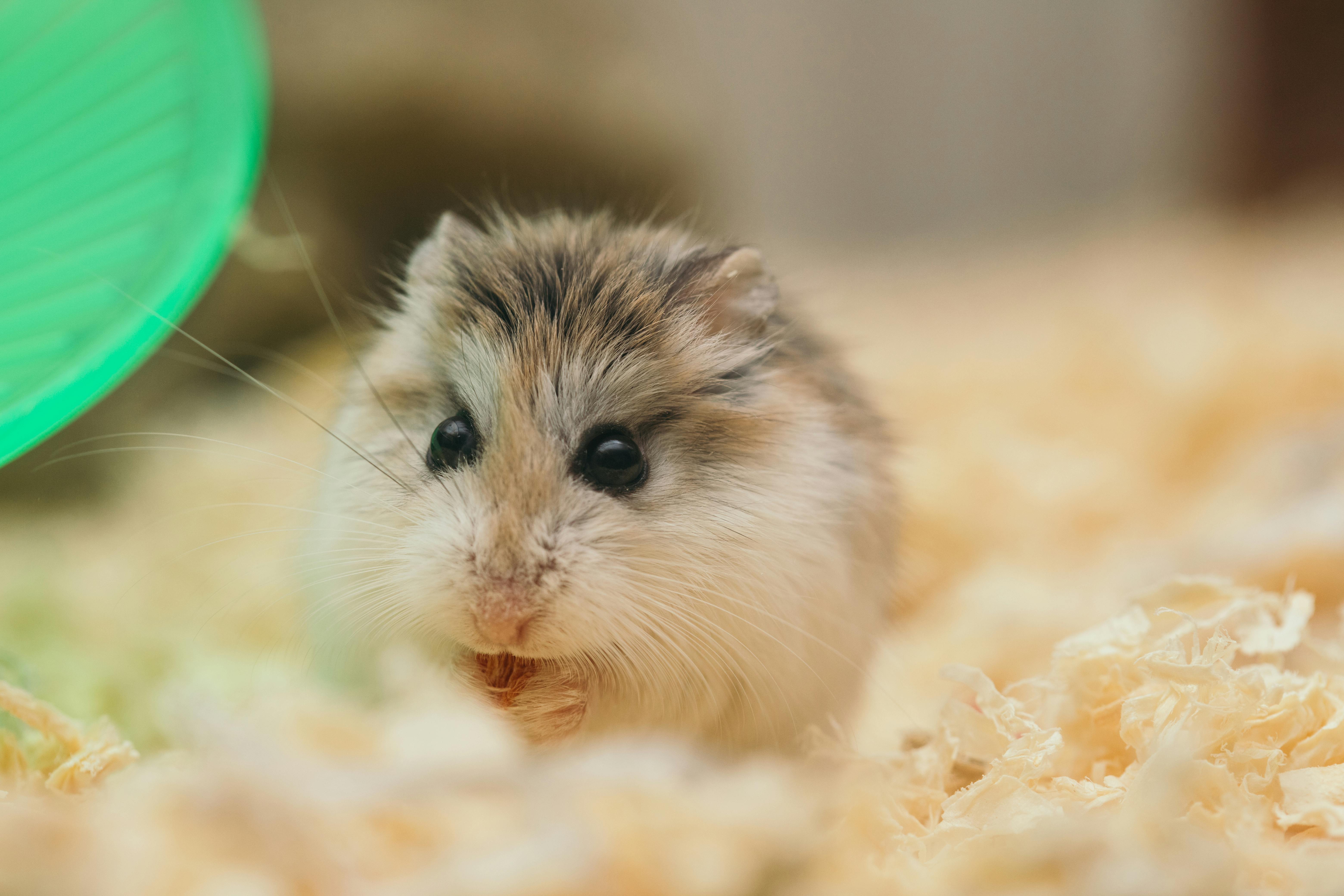 hamster