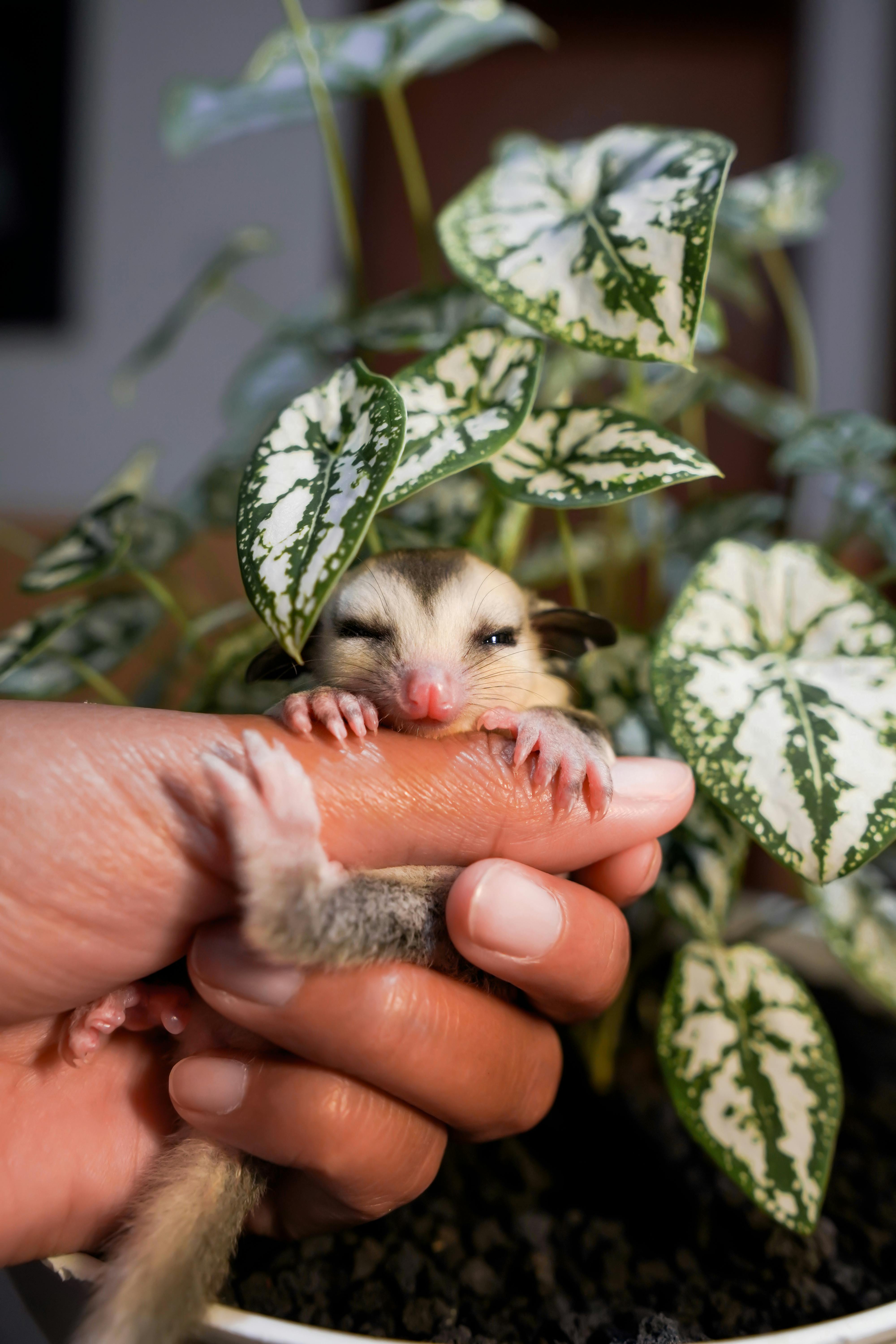 what is a sugar glider