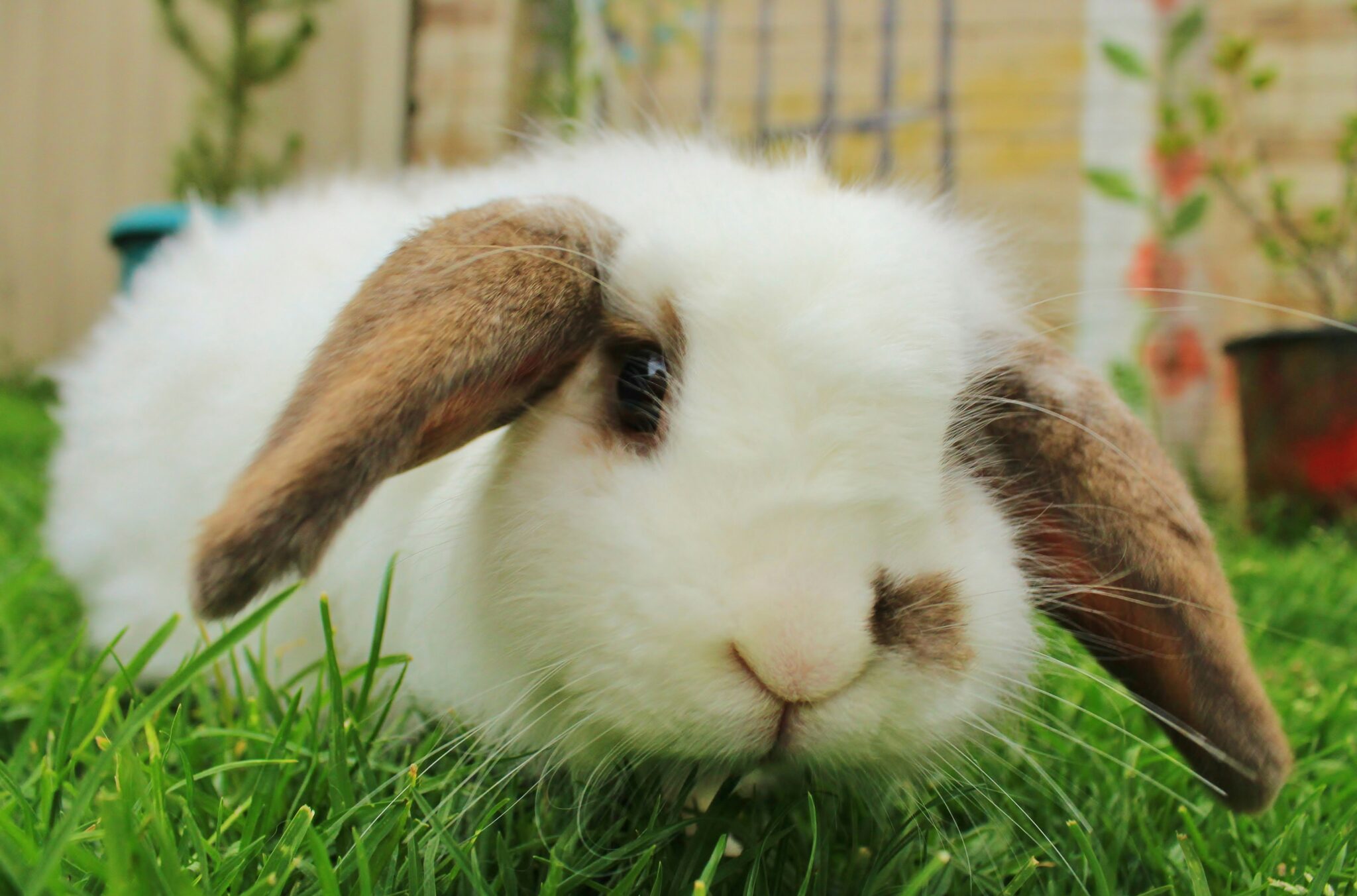 Lop Eared Rabbits: A Guide to the World of Floppy-Eared Bunnies - Hutch ...