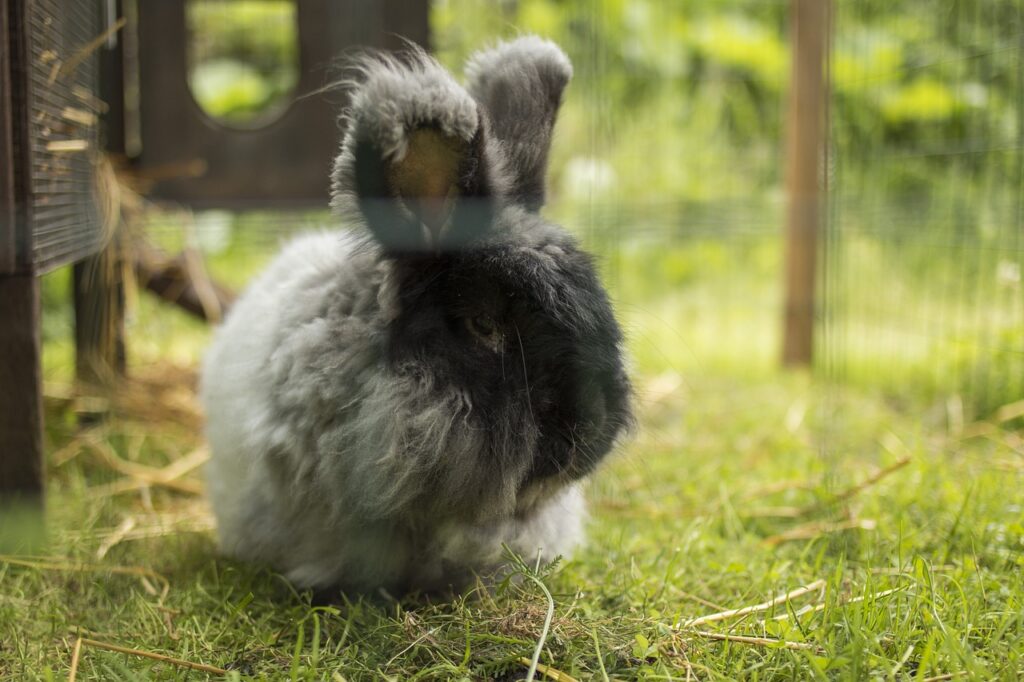 angora grooming tips