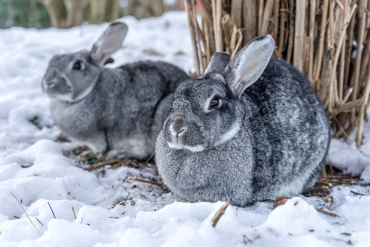 standard chinchilla