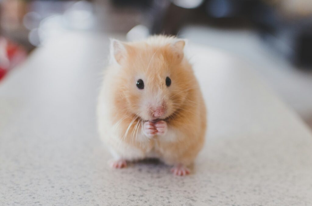 hamster