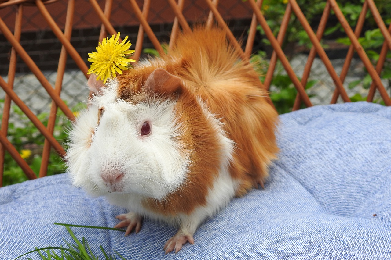 Abyssinian guinea pig