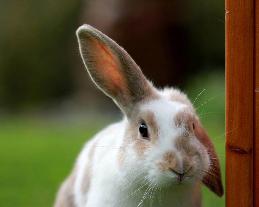 rabbit care