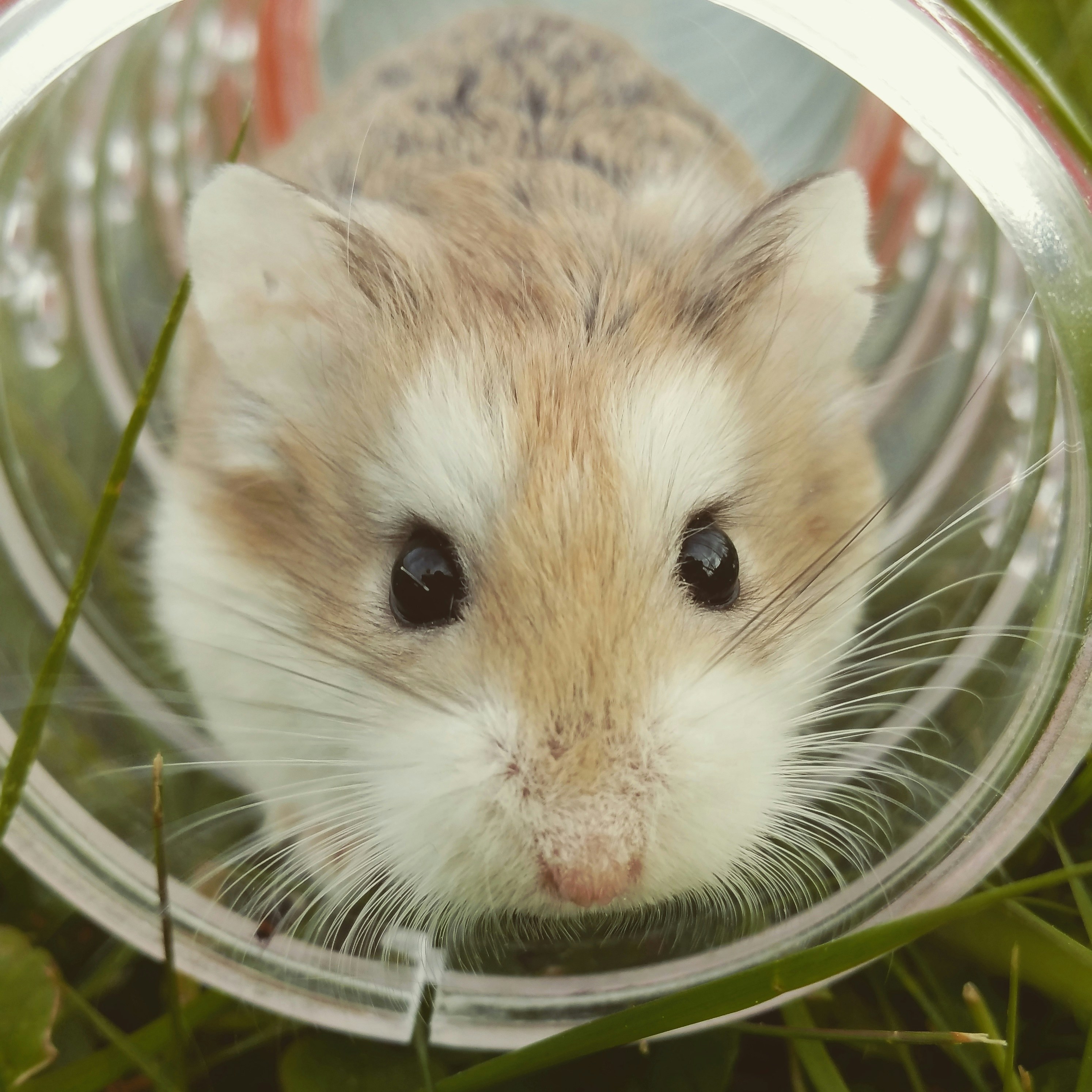 DIY hamster toys