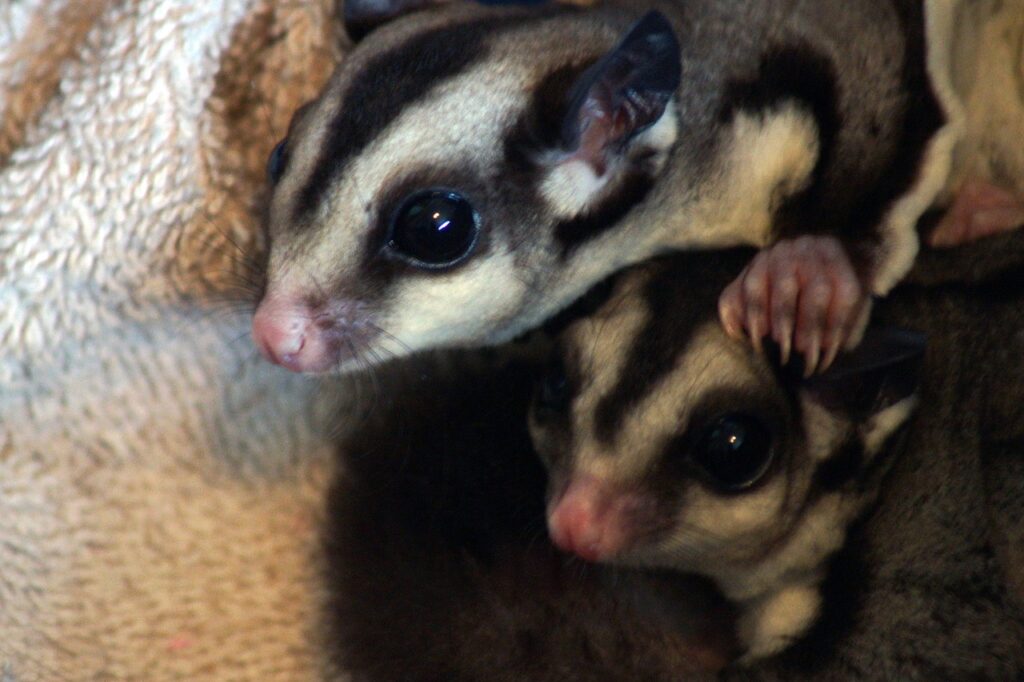 sugar glider