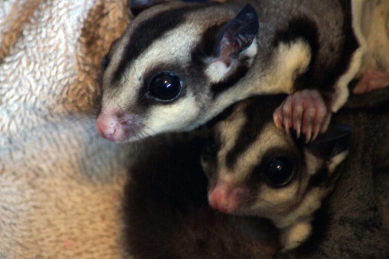 sugar glider names