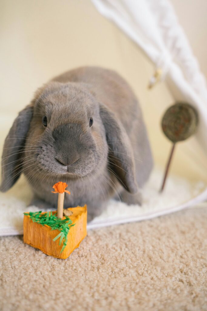 Lop Eared Rabbit Breed Lop Eared Rabbits: A Guide to the World of Floppy-Eared Bunnies - Hutch ...