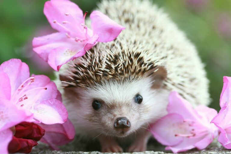 happy hedgehog