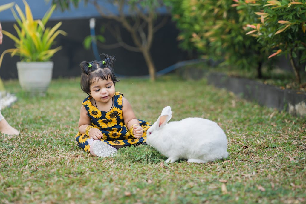 new zealand rabbit