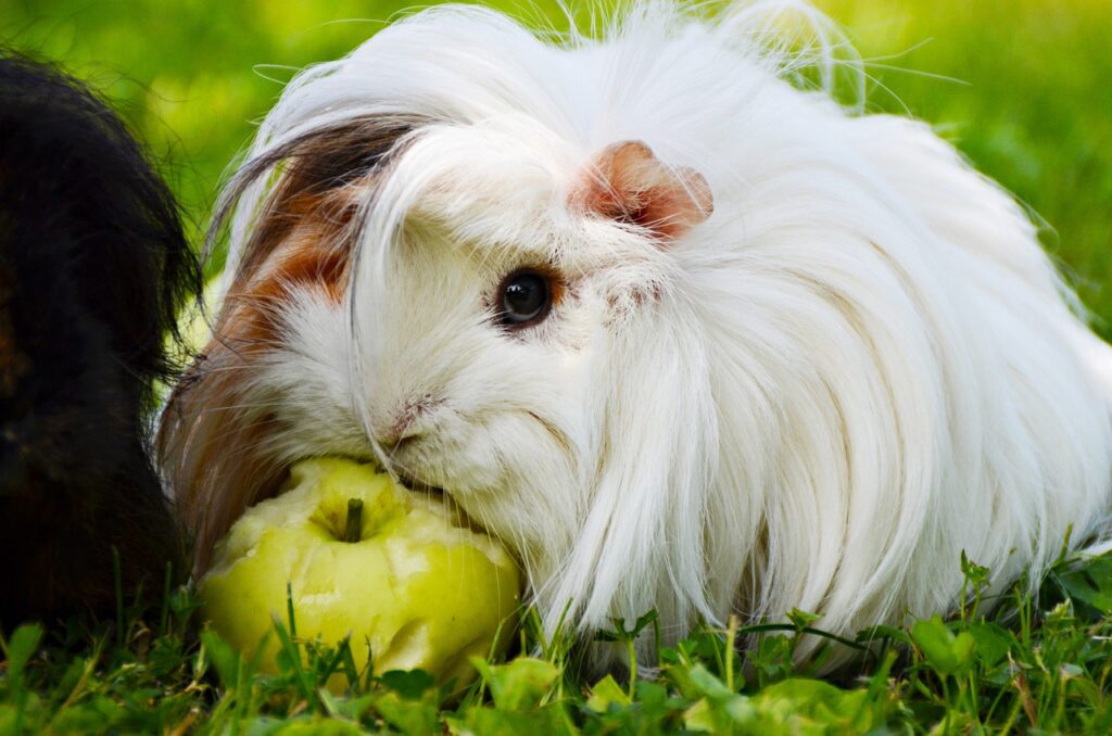 guinea pig grooming