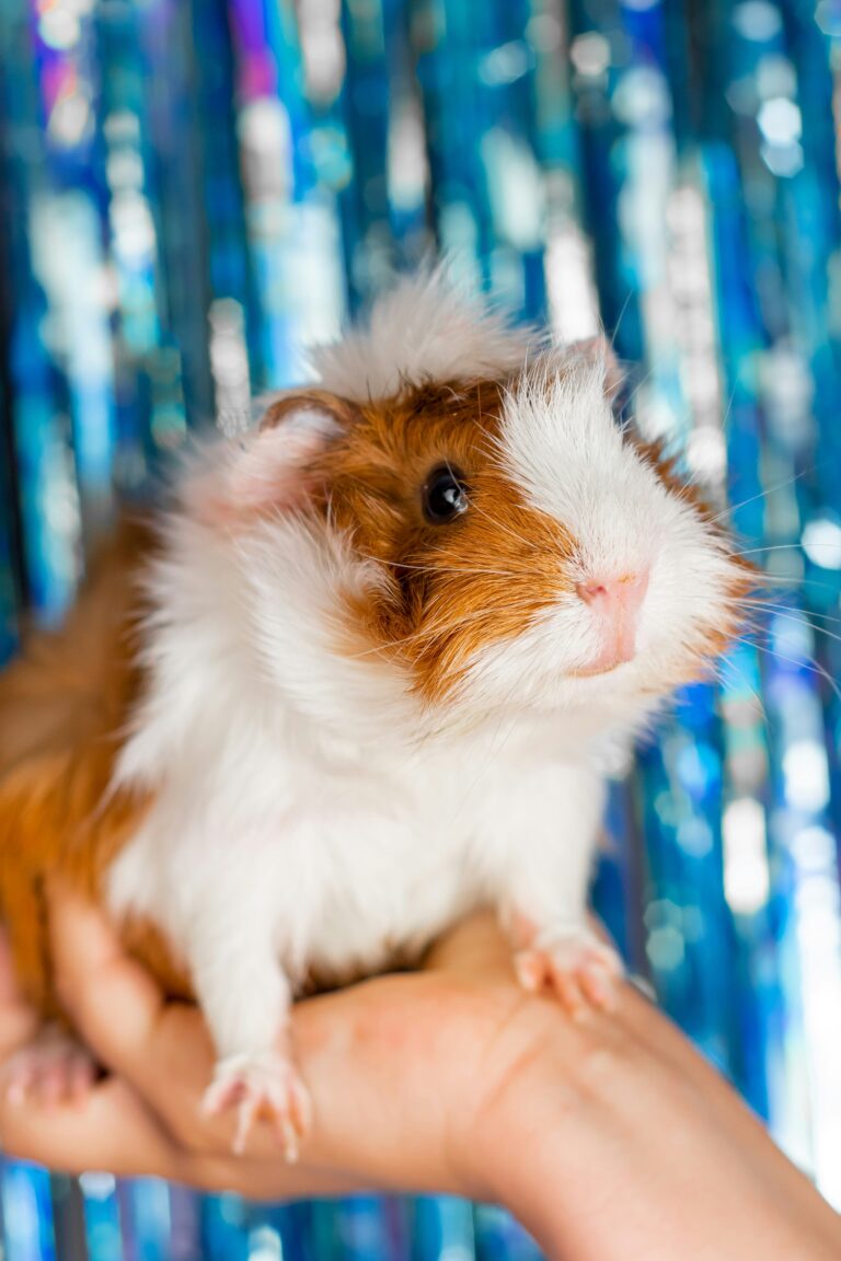 emotional support guinea pig