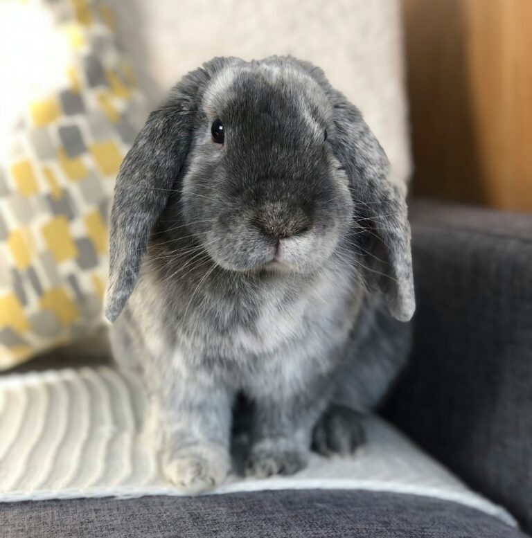 Should You Let Your Rabbit Chew on Wood?