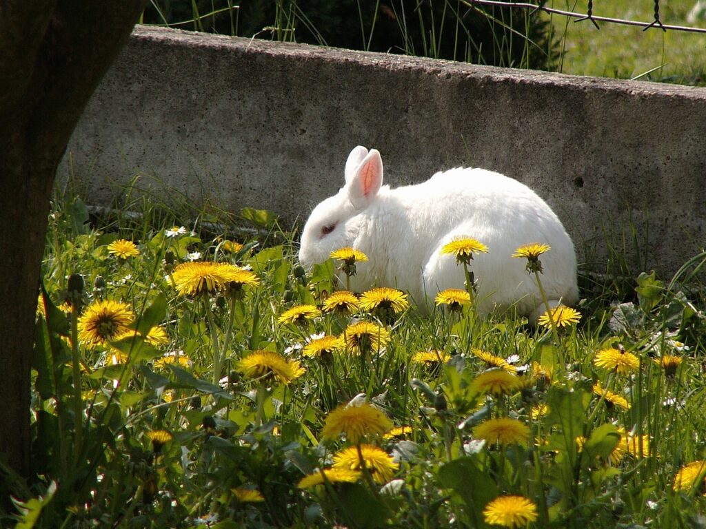 rabbit dandelion