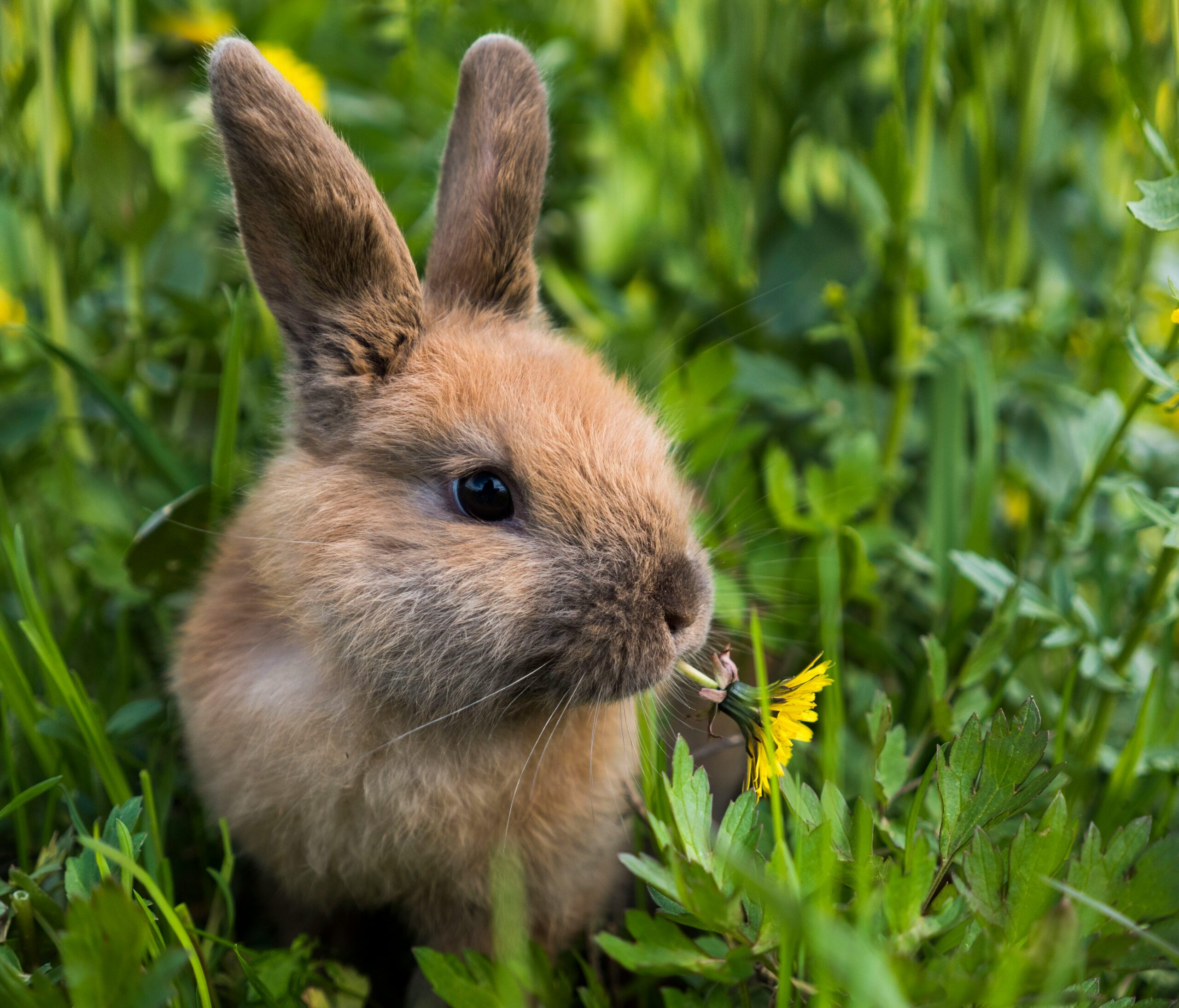 rabbit dandelion