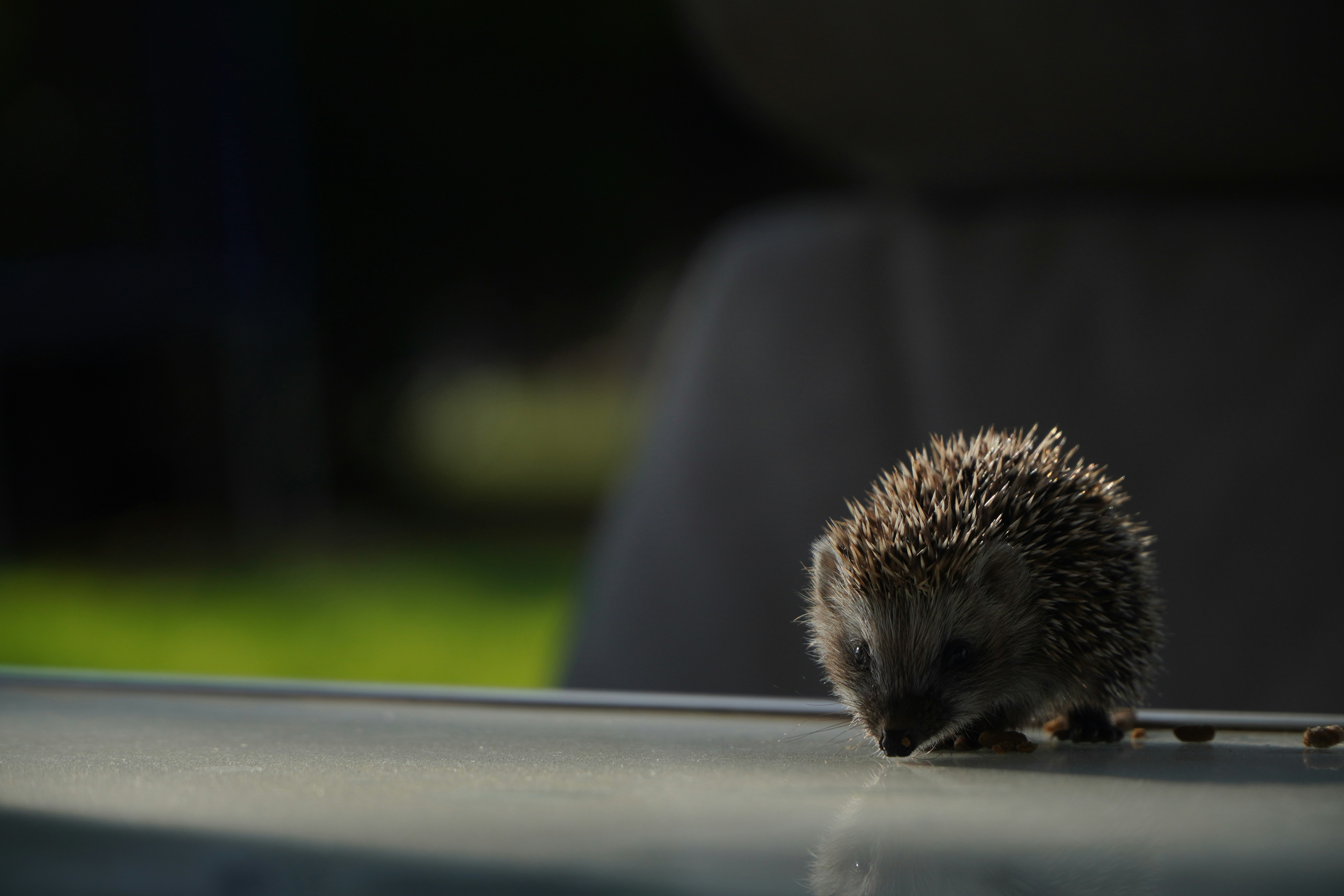 do hedgehogs make good pets