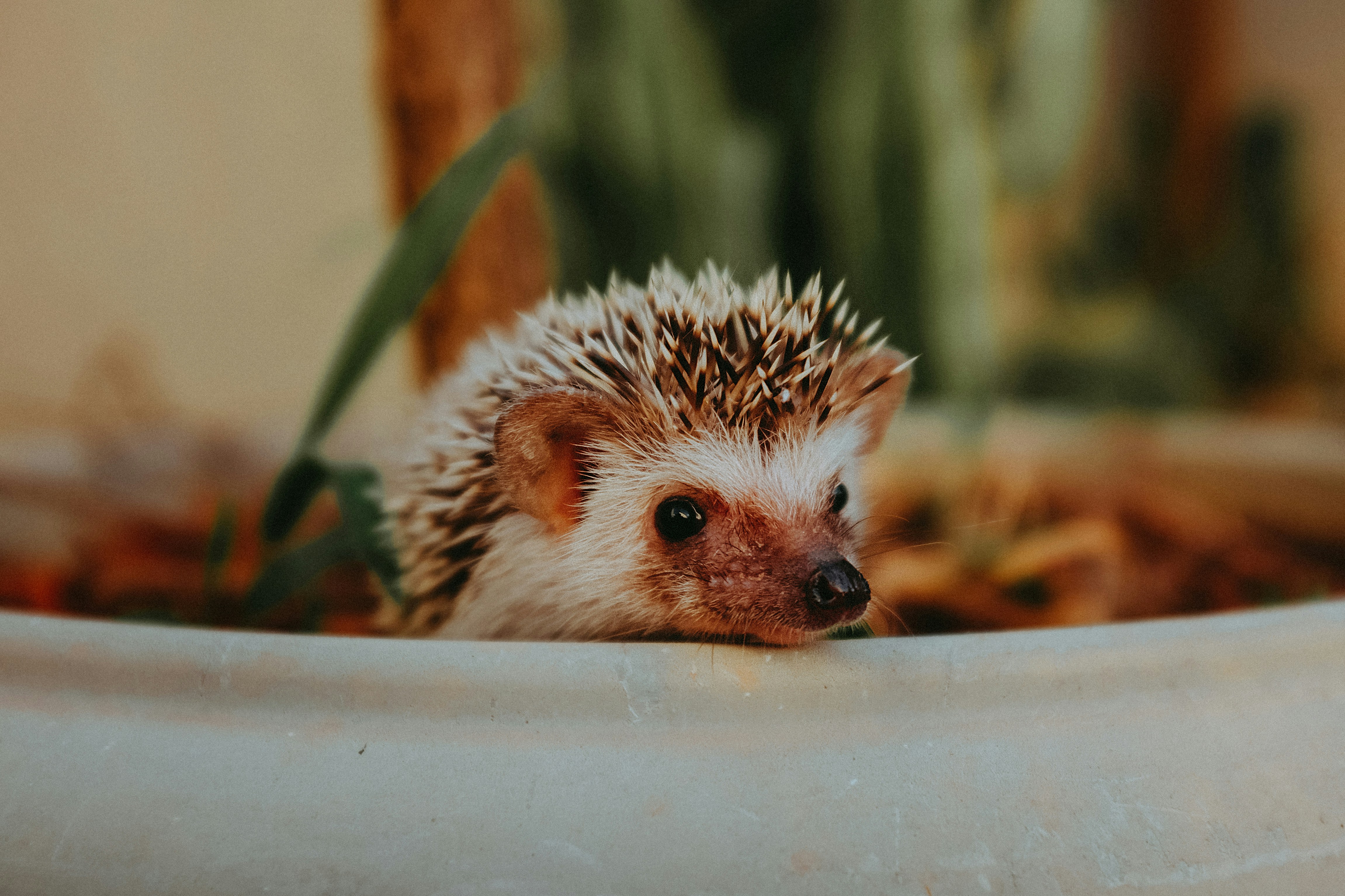 do hedgehogs make good pets