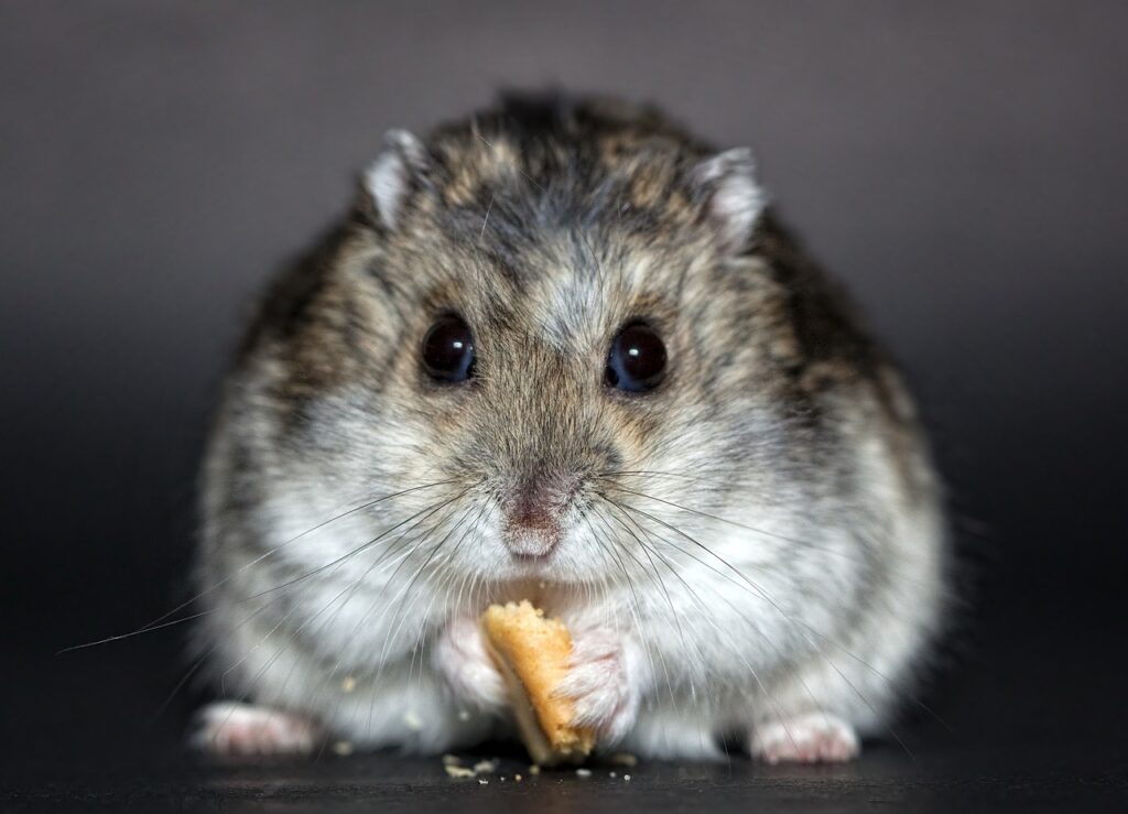 aging hamster